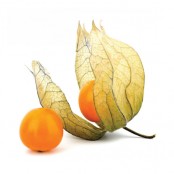 Physalis